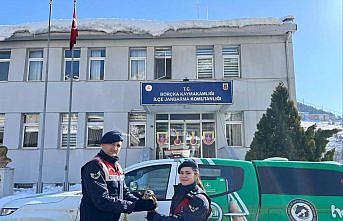 Artvin'de yaralı boynuzlu baykuş tedavi edilerek doğaya salındı
