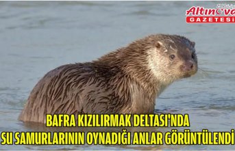 Bafra Kızılırmak Deltası'nda su samurlarının oynadığı anlar görüntülendi