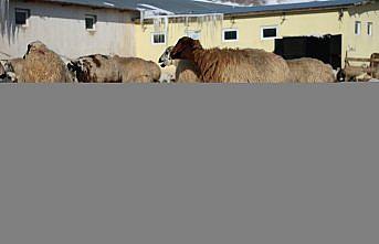 Bayburt'ta besicilerin zorlu kış mesaisi sürüyor