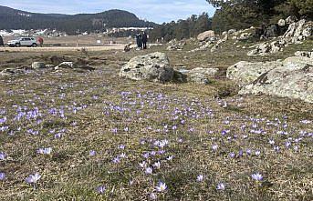 Bolu'daki Sarıalan Yaylası'nda çiğdemler çiçek açtı