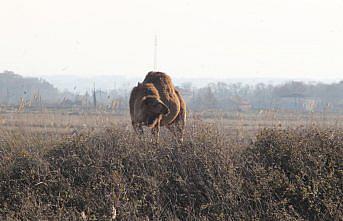 Kızılırmak Deltası'nda develer görüntülendi