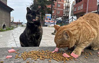 Restoranın kasada dağıttığı mamalarla sahipsiz kedileri besliyorlar