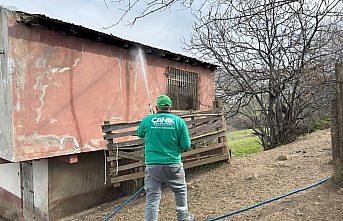 Samsun'da kahverengi kokarcayla mücadele sürüyor