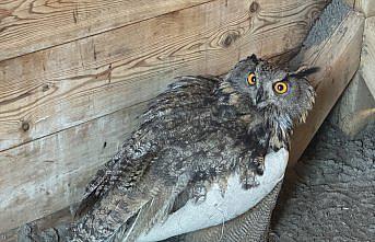 Samsun'da kanadı kırık puhuya özenle bakılıyor