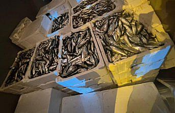 Samsun'da yetkisiz balık sevkiyatına 31 bin 524 lira cezai işlem uygulandı