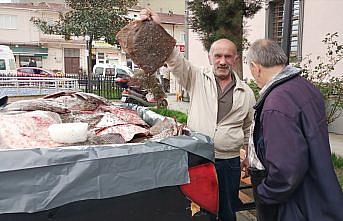 Sinop'ta kaçak avlanan 200 kalkan balığı vatandaşlara dağıtıldı