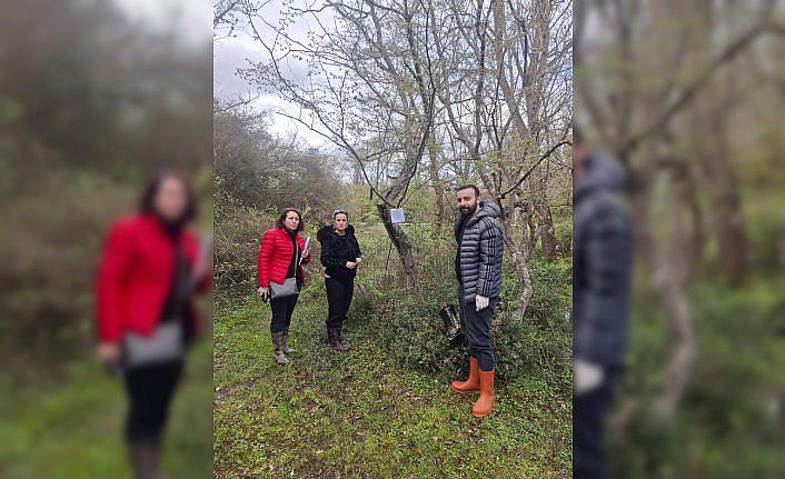 19 Mayıs ilçesinde kahverengi kokarcayla mücadele çalışmaları sürüyor