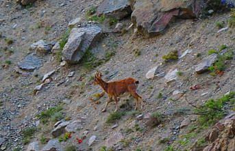 Artvin'de baraj gölü kıyısına inen yaban keçileri görüntülendi
