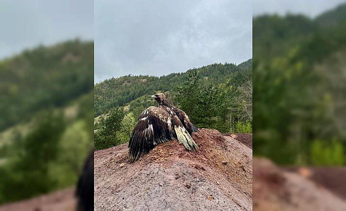 Artvin'de tedavisi tamamlanan kaya kartalı doğaya bırakıldı