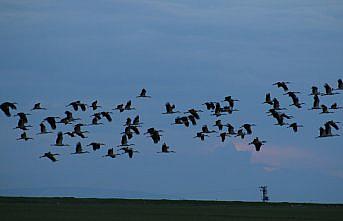 Baharın müjdeleyicisi leylekler, Tuz Gölü'nü mesken tuttu