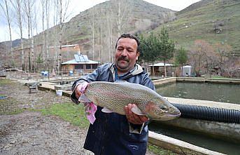 Bayburt'ta alabalık yetiştiricileri sağım mesaisinde