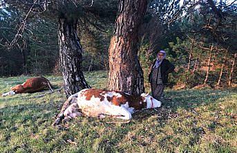 Bolu'da yıldırım isabet eden 2 inek öldü