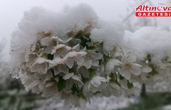 Cide ve Tosya'da kar yağışı ve sis etkili oldu