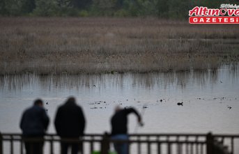 Eriyen karla suya doyan Efteni Kuş Cenneti Gölü ziyaretçilerini ağırlıyor