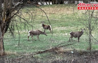 Giresun'da sürü halindeki kızıl geyikler görüntülendi