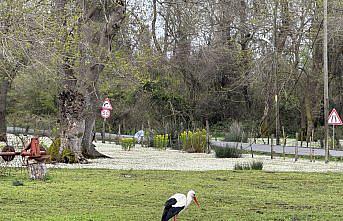 Kızılırmak Deltası'ndaki Galeriç Ormanları su düğün çiçekleriyle kaplandı