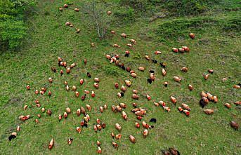 Koyunların peşinde 46 yıldır süren 12 saatlik mesai
