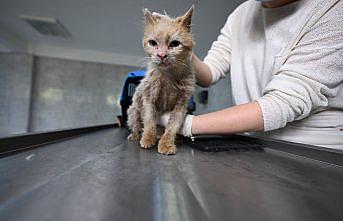 Mahallenin kedisi “Kirli“ uzman ellerde sağlığına kavuşacak