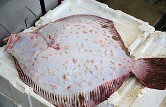 Ordu'daki balık tezgahlarında kalkan bereketi