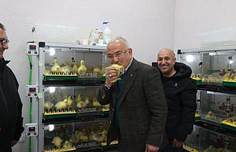 Ordu'dan Kars'a kaz satışı yapıldı