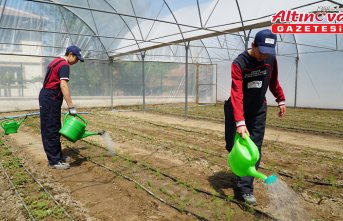 Osmancık'ta okul bahçesine kurulan serada kuşkonmaz yetiştirilecek