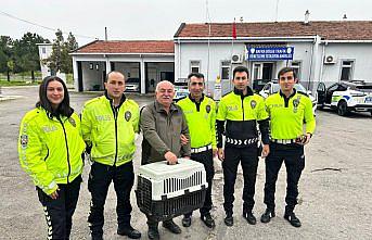 Bafra'da yaralı halde bulunan doğan koruma altına alındı