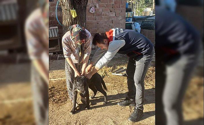 Saraydüzü ve Dikmen’de sahipli köpekler kimliklendiriliyor