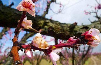 Sert çekirdekli meyve ağaçlarında “monilya“ hastalığı uyarısı