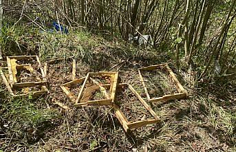 Sinop'ta ayılar arı kovanlarına zarar verdi