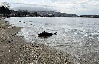 Sinop'ta ölü yunus kıyıya vurdu
