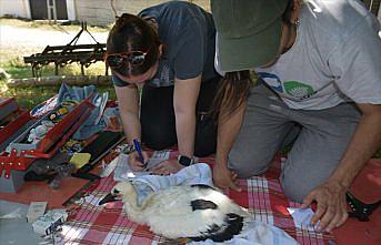 Sinop'ta yavruyken halka takılan leylek Güney Afrika'da gözlendi