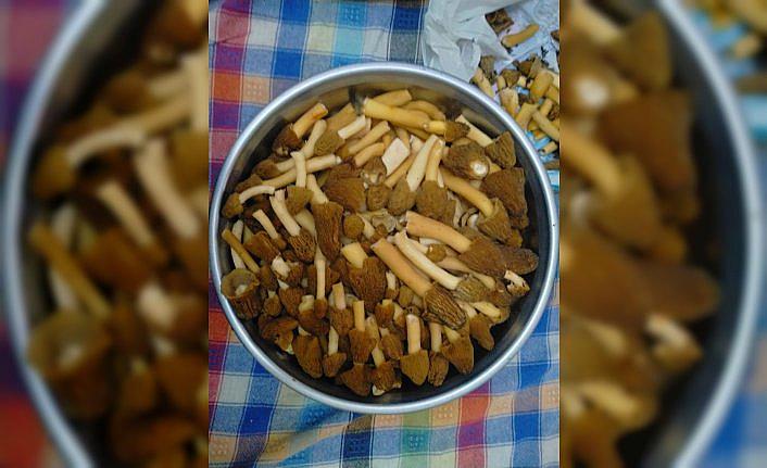 Tokat’ta kuzugöbeği mantarı toplanmaya başlandı