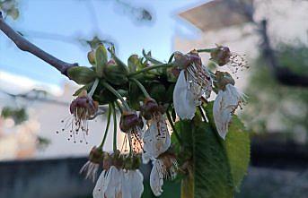 Tosya'da zirai dondan 6 bin 725 dekar alan etkilendi