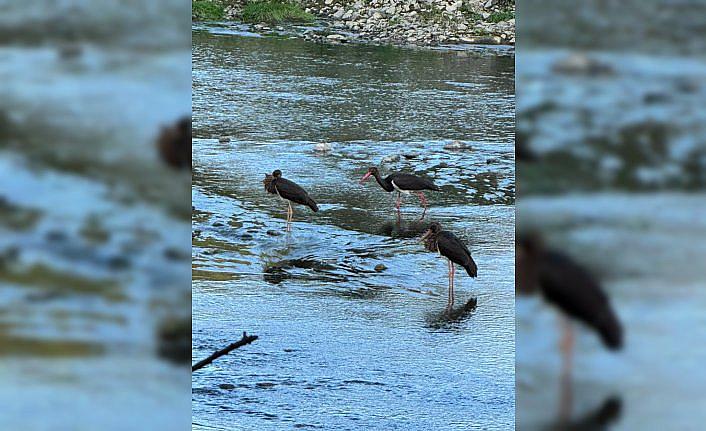 Türkiye'de nadir görülen kara leylekler Düzce'de görüntülendi