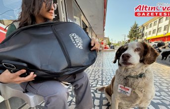 Yavruyken dükkanın gelen köpek “Silver“, mahallenin maskotu oldu