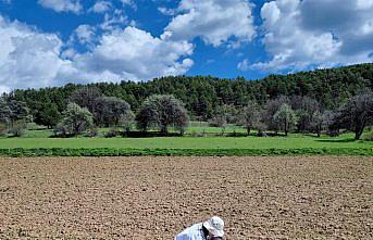 Alucra'da tarımsal ürünlerin arazi kontrolleri yapılıyor