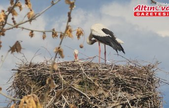 Amasya'da leylekler bahar mevsimiyle yuvalarına döndü