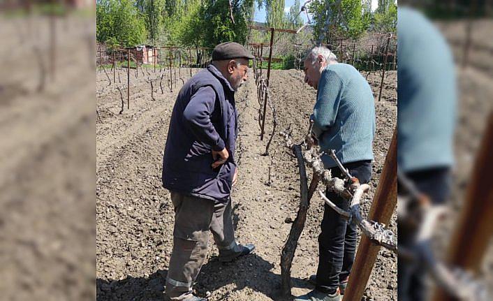 Amasya’da çiftçilere bağ bakımı eğitimi verildi