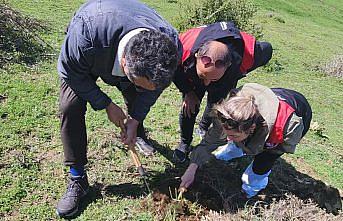 Amasya'da süneyle mücadele devam ediyor