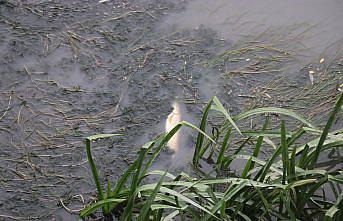 Amasya'da Yeşilırmak'ta balık ölümleri görüldü