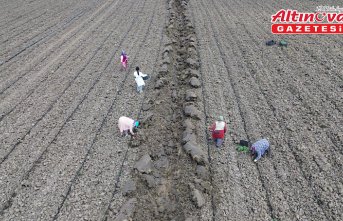 Bafra Ovası'nda 18 bin dekar alana kavun karpuz ekimi yapılıyor