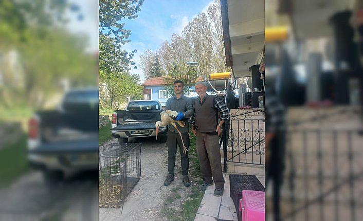 Bolu'da tedavisi tamamlanan 15 yaban hayvanı doğaya salındı