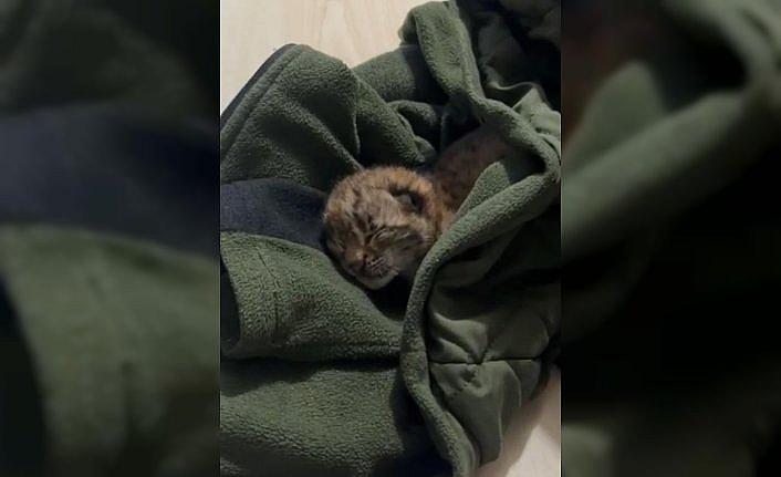 Bolu'da yalnız bulunan vaşak yavrusu koruma altına alındı