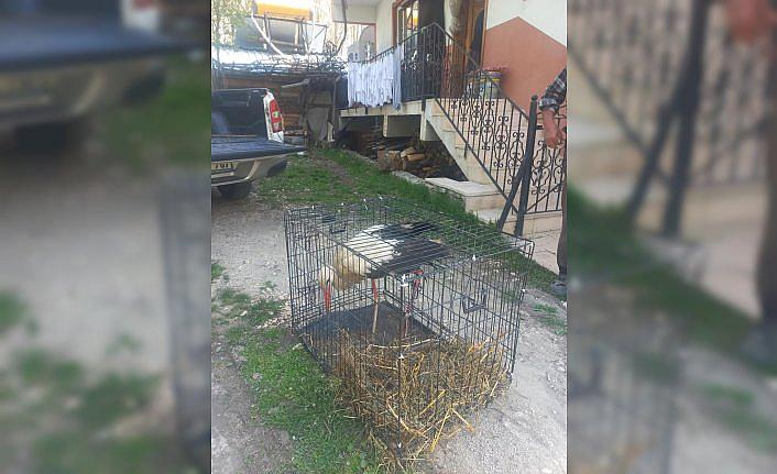 Bolu'da yaralı bulunan leylek tedaviye alındı
