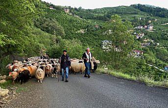 Doğu Karadeniz'de besicilerin yaylalara göçü sürüyor