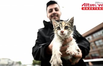 Düzce'de dereden kurtarılan kedi yavrusunu taksici sahiplendi