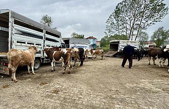 Eflani'de kurbanlık satışları sürüyor