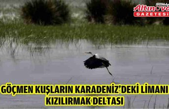 Göçmen kuşların Karadeniz'deki limanı: Kızılırmak Deltası