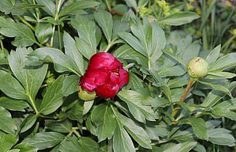 Karabük'te koruma altındaki 