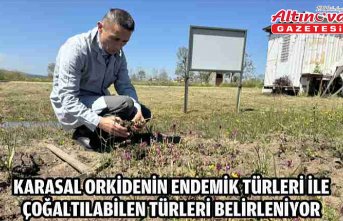 Karasal orkidenin endemik türleri ile çoğaltılabilen türleri belirleniyor